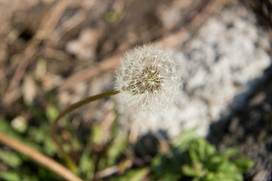 dandelion, spring, macro, nature, plant, greens, grow up, summer HD wallpaper