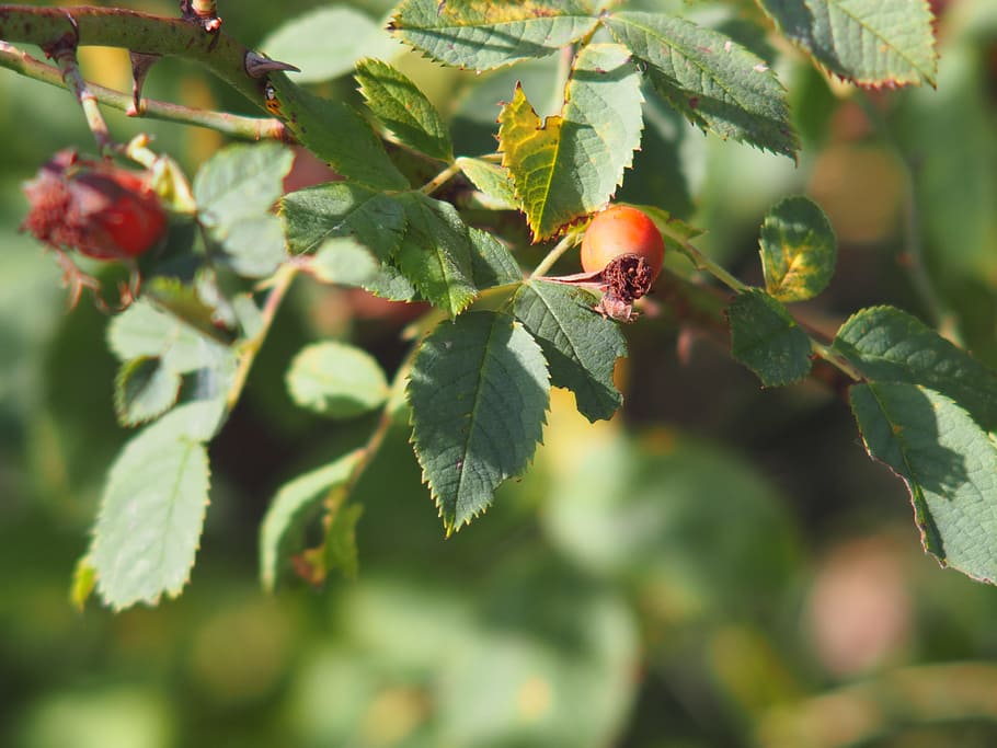 plant, leaf, summer, green, nature, background, forest, park HD wallpaper