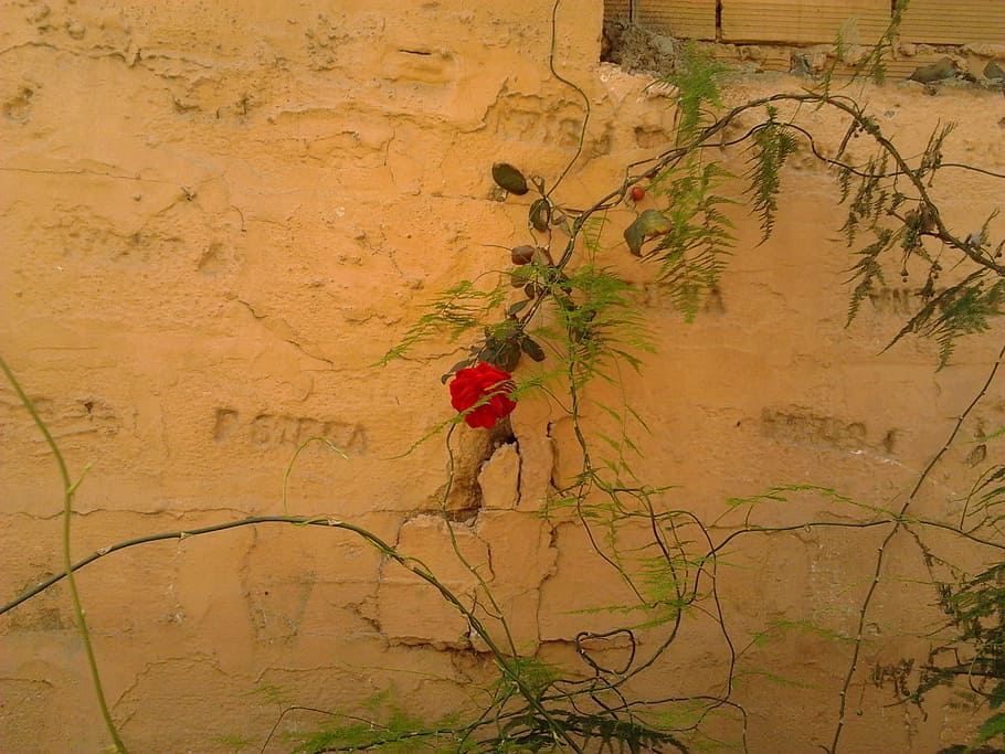 Pink, Wall, Flowers, Brambles, climbing rose, old houses, red HD wallpaper