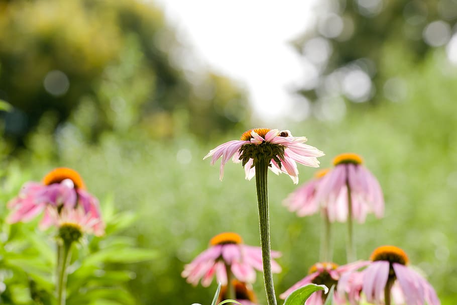 pointed flower, flowers, blossom, bloom, nature, spring, wild flower, HD wallpaper