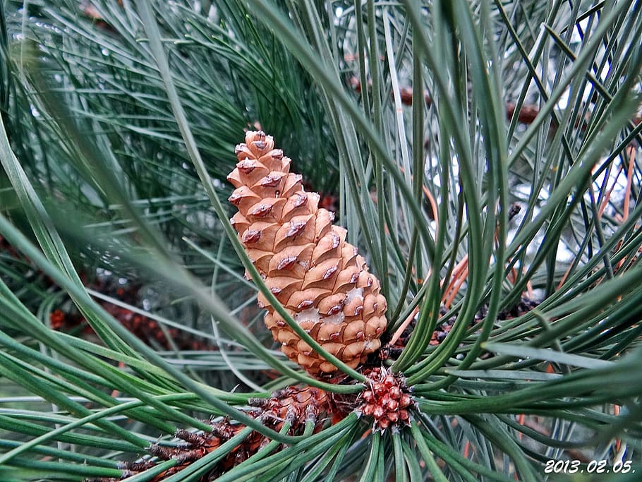 pine, cone, brown, plant, growth, green color, nature, beauty in nature HD wallpaper