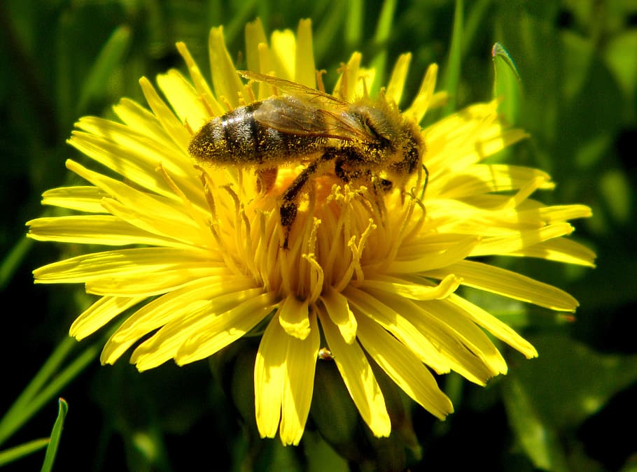 insect, blossom, bloom, flower, honey bee, pollen, animal, beekeeper HD wallpaper