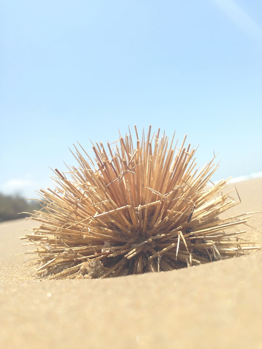 green plant on sand, brown sticks selective focus photography HD wallpaper