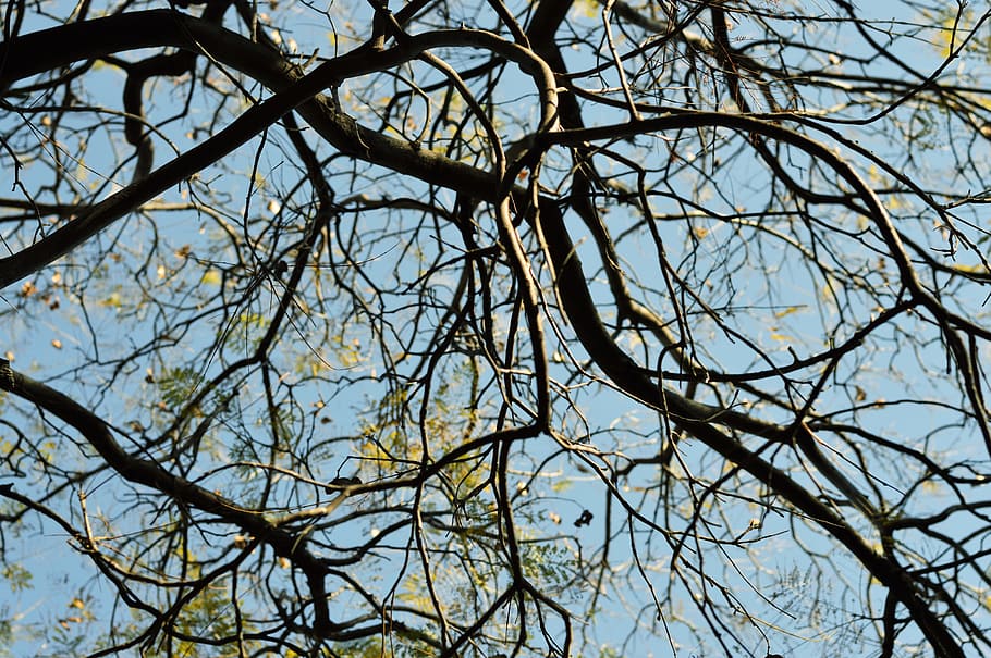 branches, plant, tree, branch, perspective, low angle view, sky HD wallpaper