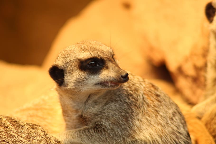 Meerkat, Tooth, Grim, Zoo, Yellow, nature, sweet, animal, animal wildlife HD wallpaper