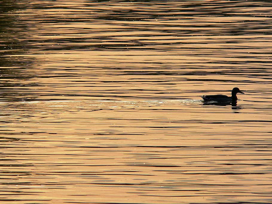 black duck on water silhouette, danube, sunset, bird, nature HD wallpaper