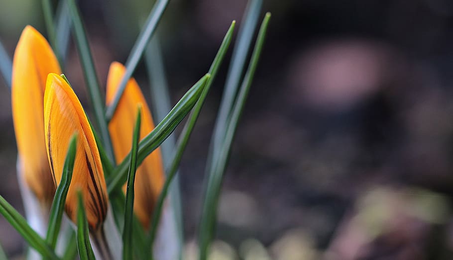 macro photography of orange petaled flower with green leaves HD wallpaper