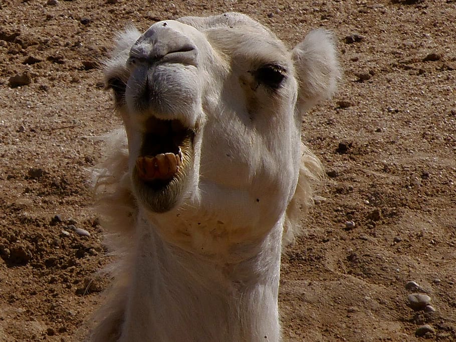 dromedary, camel, animals, sand, fauna, nature, animal themes HD wallpaper