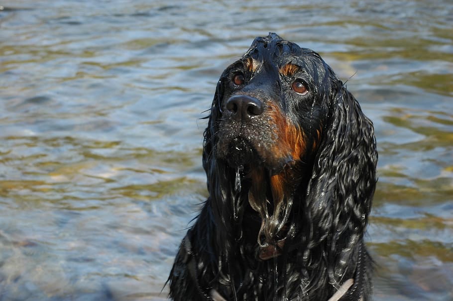 Dog, Pet, Cocker, Canine, Wet, black, bathing, one animal, animal themes HD wallpaper