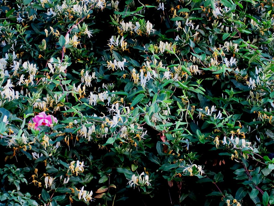 garden, spring, flowers, creeper, honey suckle, yellow, white HD wallpaper