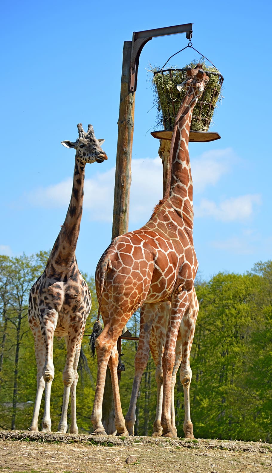 giraffe, nature, zoo, animal, animal themes, animal wildlife HD wallpaper