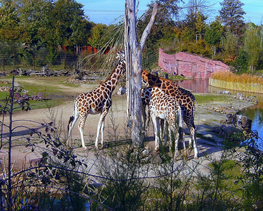 zoo, giraffes, brown white, group, eat, neck, long jibe, animal, HD wallpaper