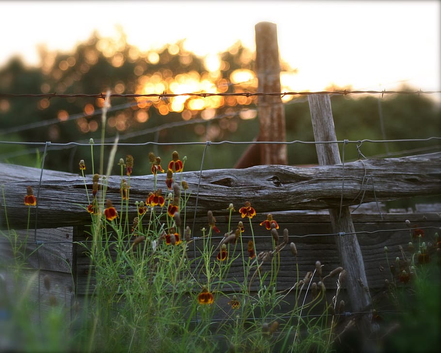 fence, sunset, summer sunset, gate, old gate, nature, wood - Material HD wallpaper