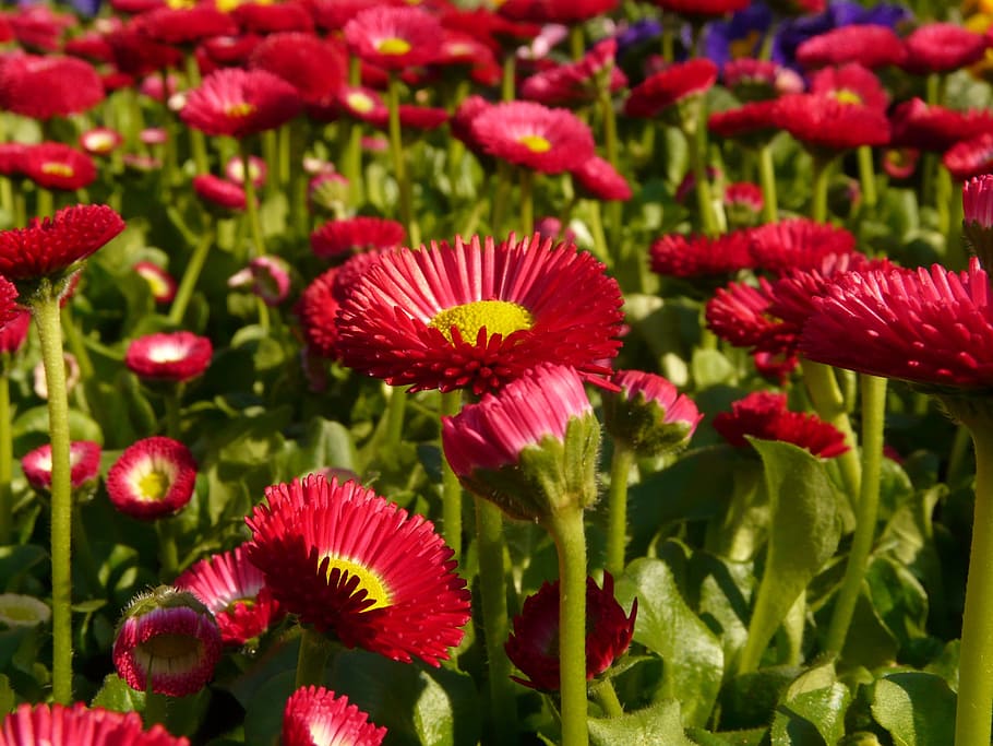 red petaled flower field, daisy, blossom, bloom, plant, color HD wallpaper