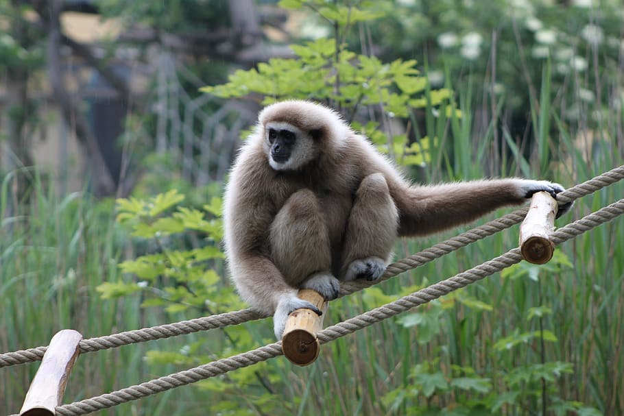 Gibbon, Monkey, Zoo, Animal World, Fauna, mammals, animal wildlife, HD wallpaper