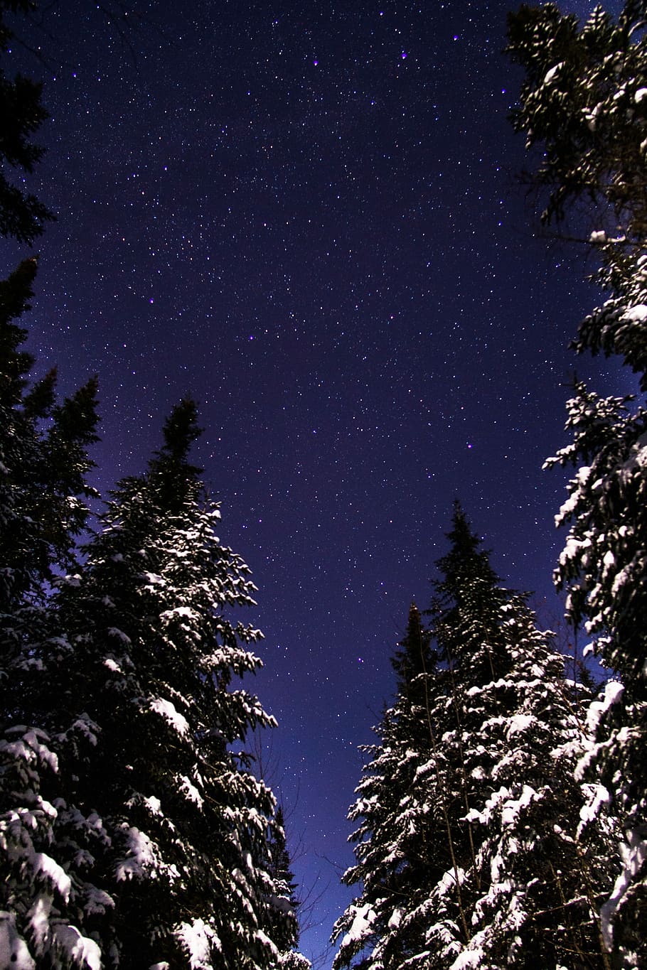 low angle view of pine trees under starry sky, pine trees with snow during night time HD wallpaper
