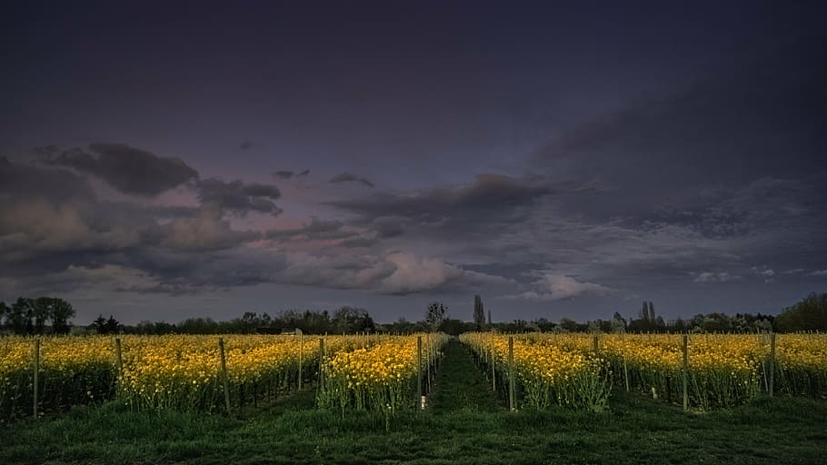yellow flower field, flowers, sky, clouds, dark, agriculture HD wallpaper