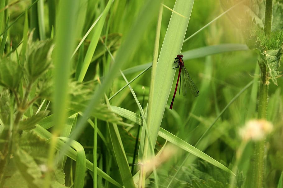dragonfly, red, grass, red dragonfly, close, wildlife photography HD wallpaper