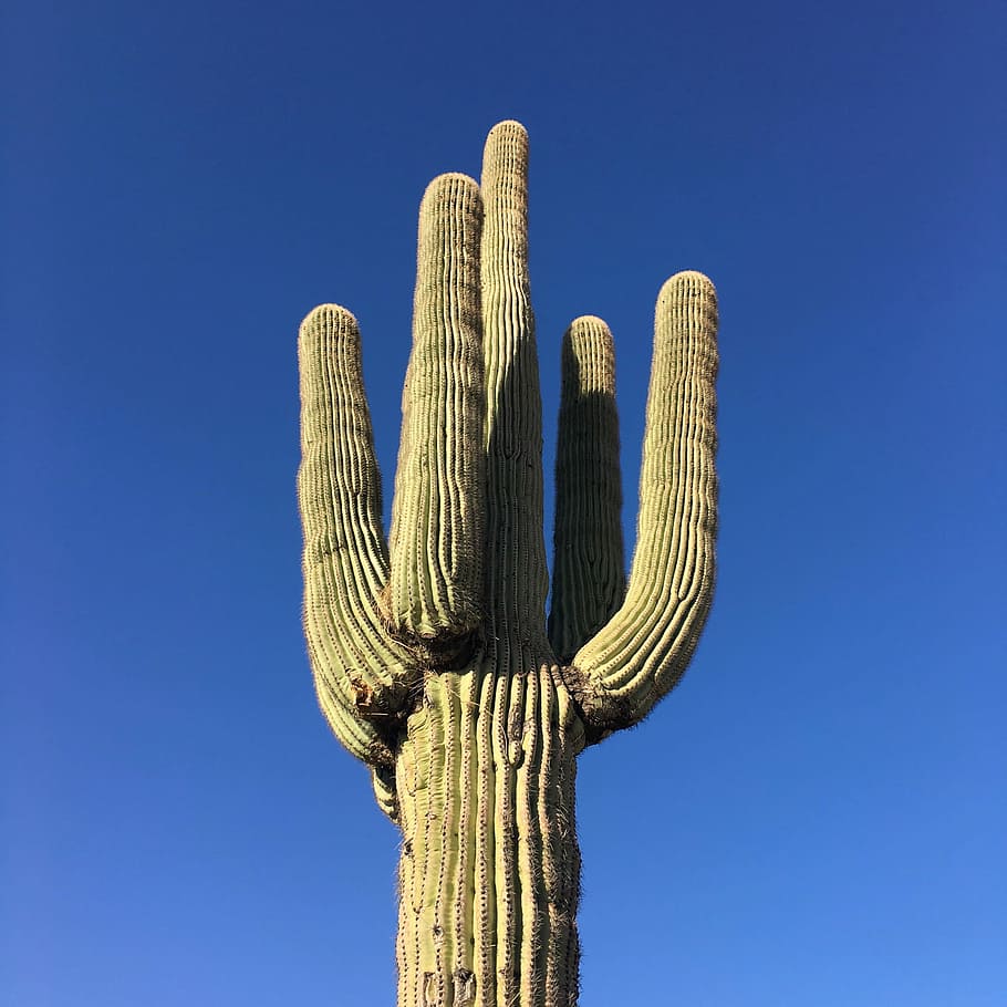 Under the Saguaro, photo of cactus plant, cacti, desert, life