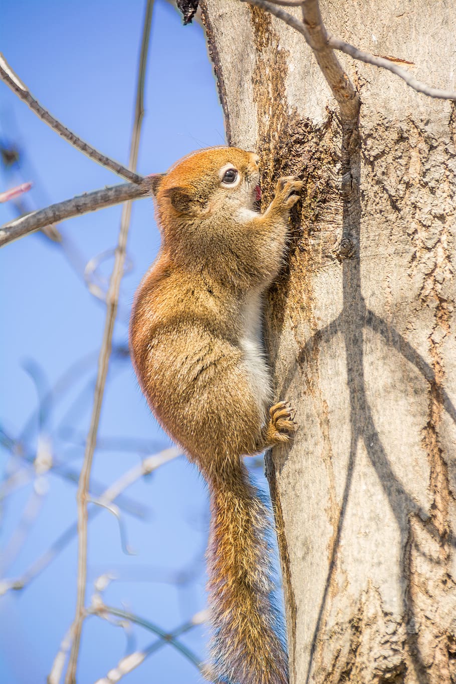 red squirrel, rodent, nature, wildlife, cute, small, furry HD wallpaper