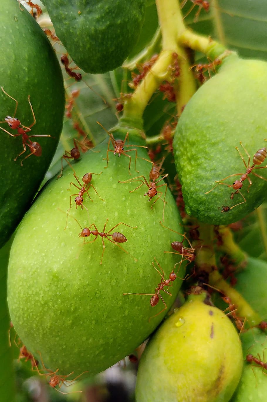 fire ants, red ants, insects, manggo, fruit, green color, healthy eating HD wallpaper