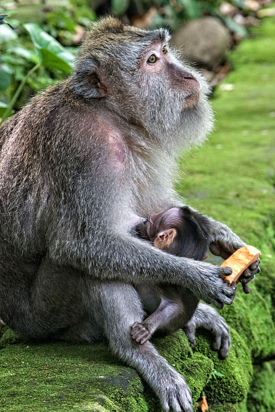 chimpanzee breastfeeding her young, monkey holding food, baboon HD wallpaper