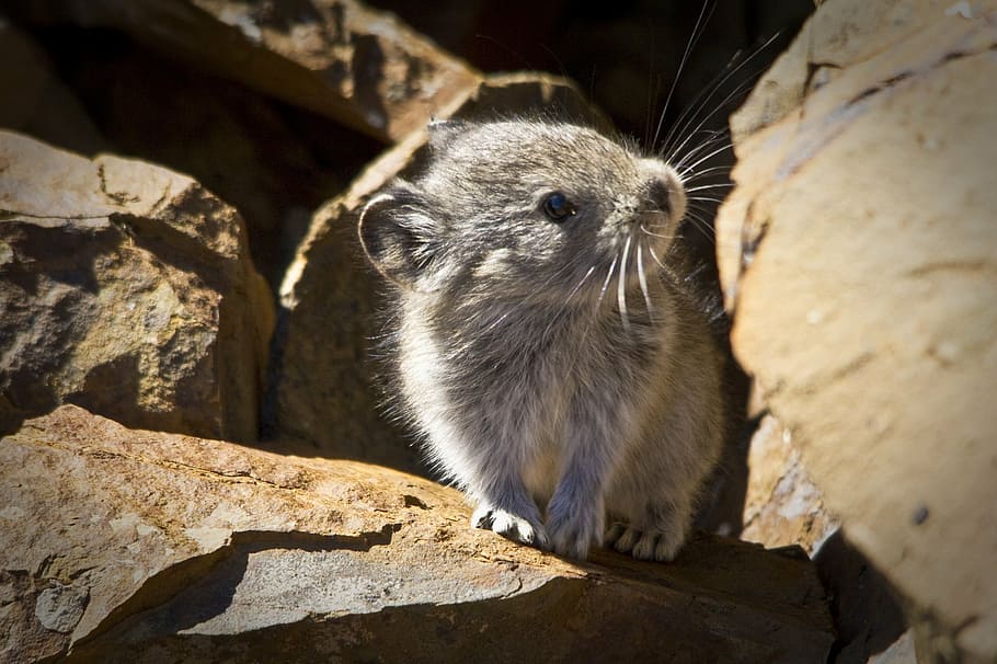 closeup photography of gray animal standing brown stone, collared pika