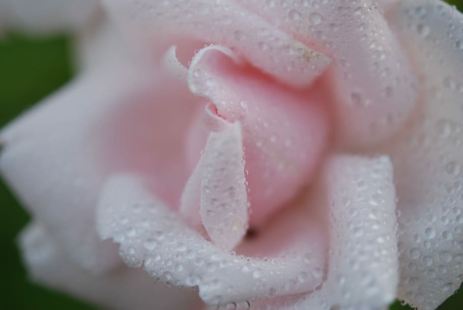 Spring, White, White, Flower, Nature, rose, macro, one person HD wallpaper