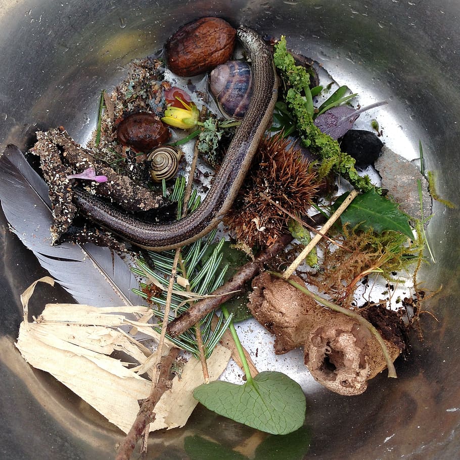 witch's, potion, cauldron, slow-worm, food, food and drink HD wallpaper