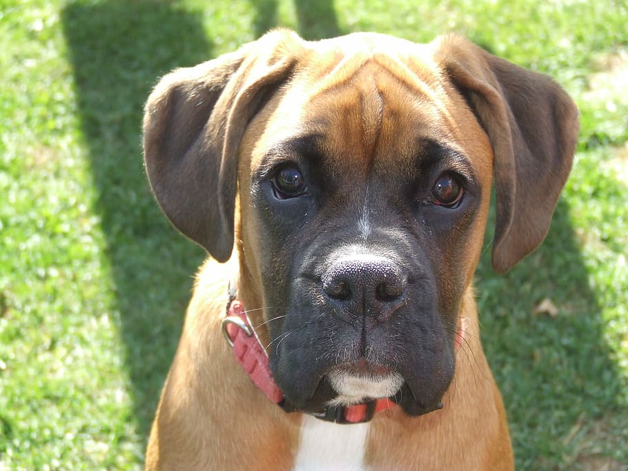 Pet, Dog, Boxer, pets, looking at camera, one animal, portrait HD wallpaper