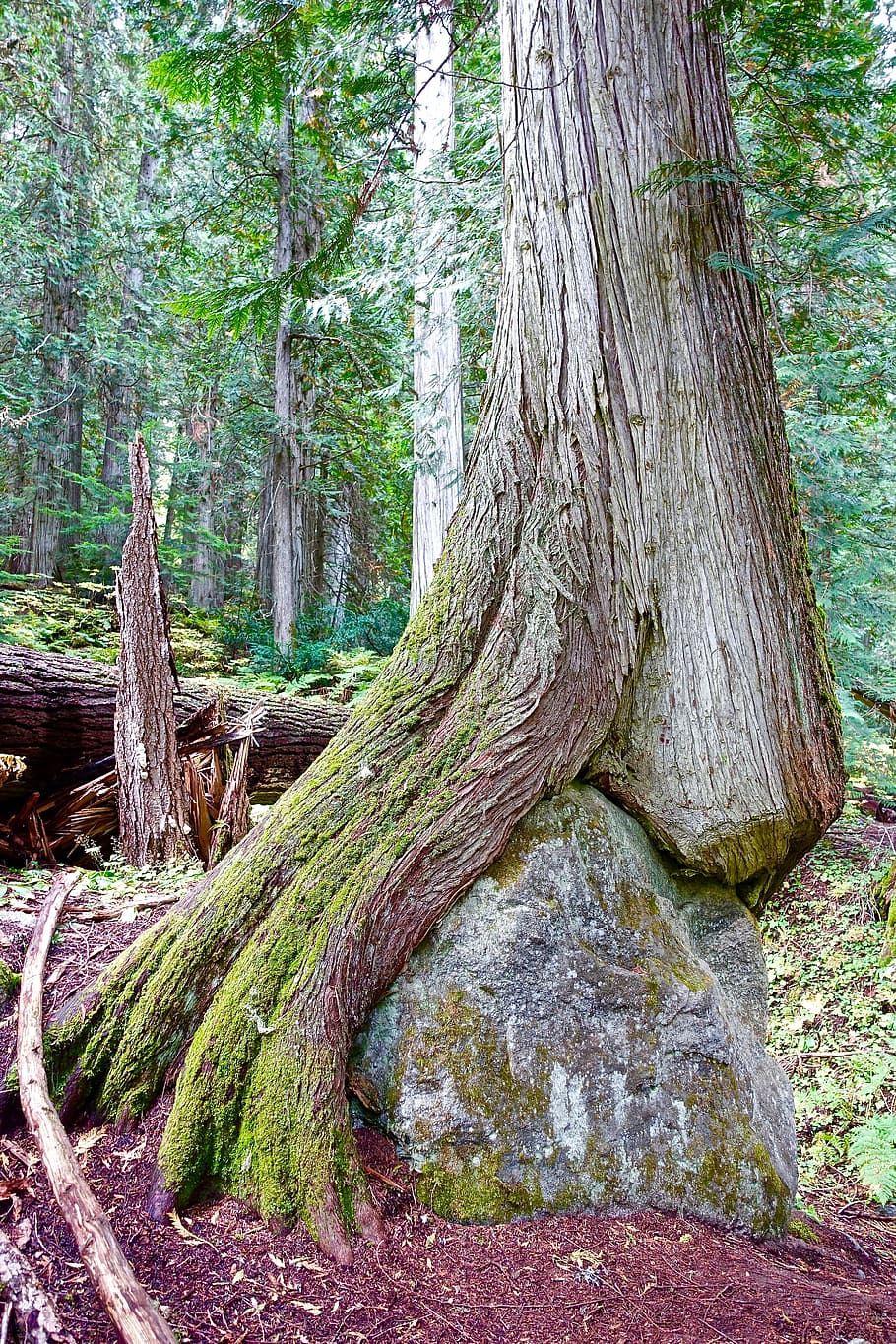 Trunk, Rock, Engulf, Surround, Nestle, stone, tree trunk, nature HD wallpaper