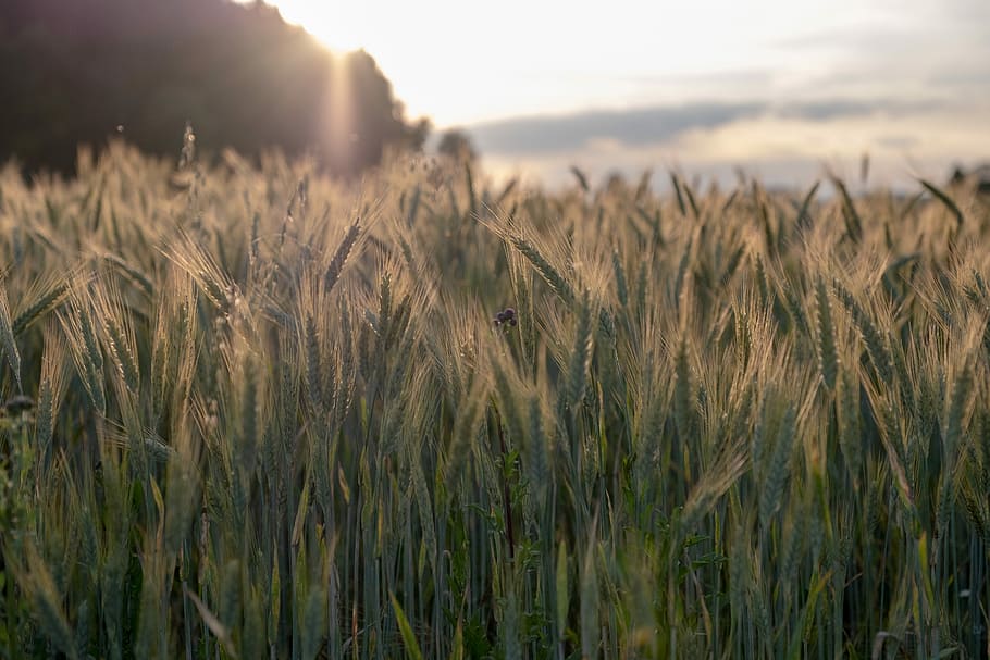 cereals, barley, wheat, spike, field, green, barley field, ear, HD wallpaper