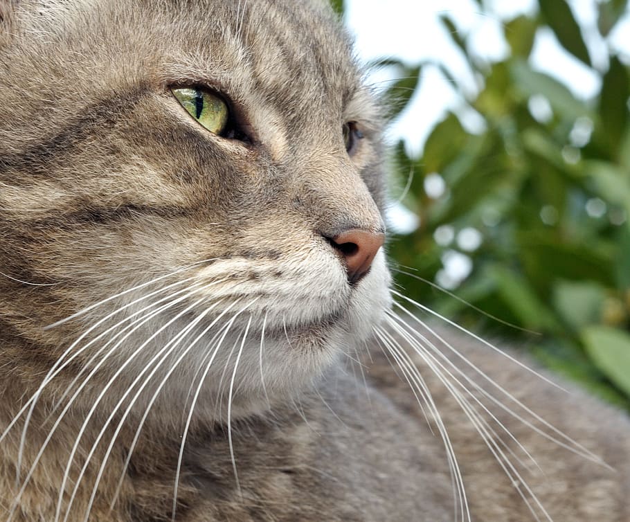 close-up photography gray cat during daytime, Close Up, Tabby HD wallpaper