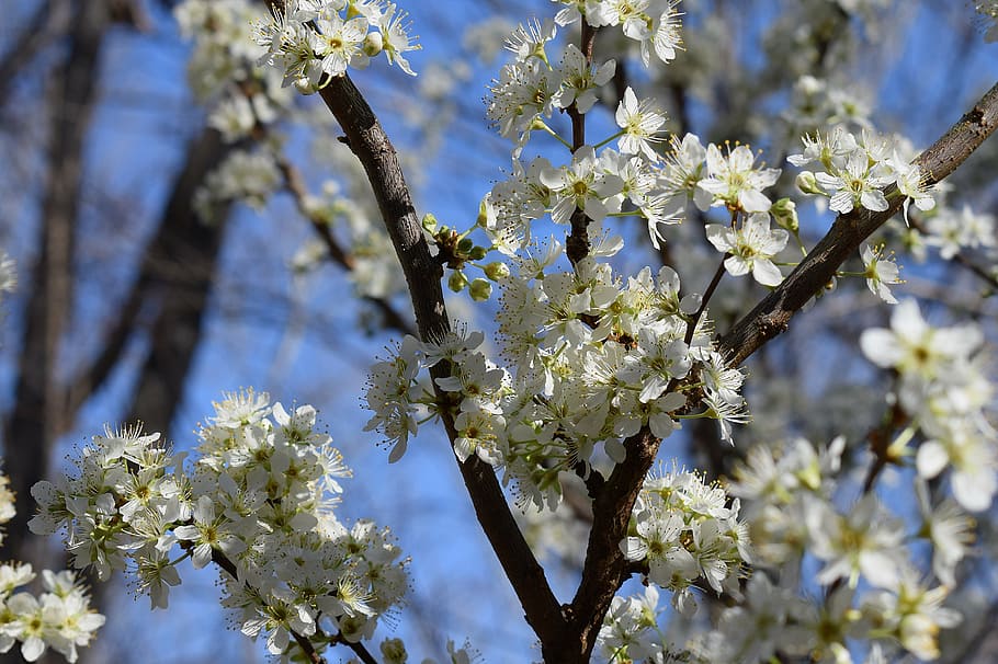 cherry blossoms, cherry tree, bloom, flower, nature, fruit HD wallpaper