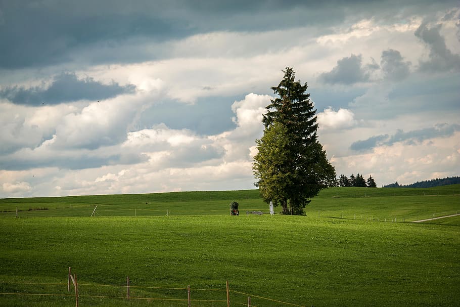 lone pine tree, clouds, spruce, sky, structure, pine cones HD wallpaper