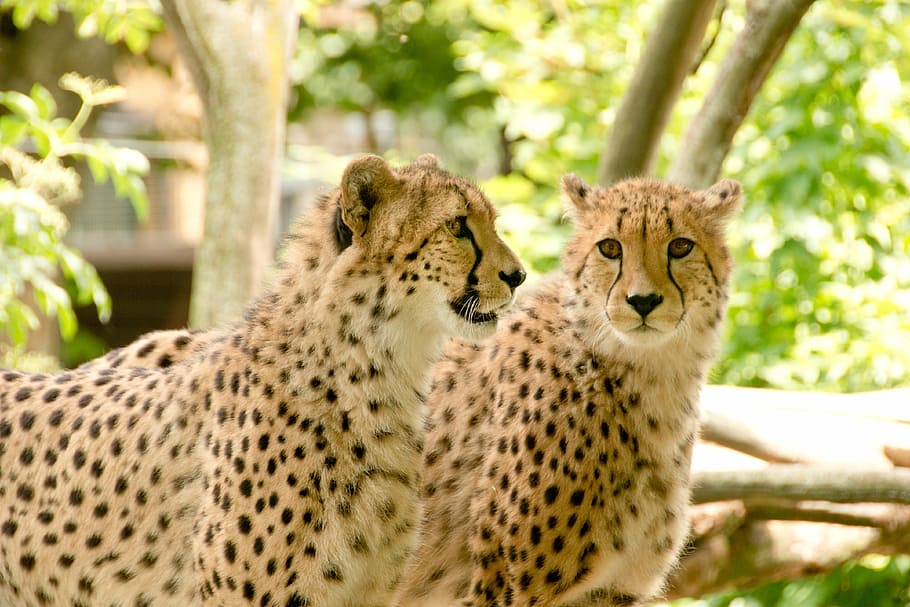 two cheetahs photography, africa, kenya, safari, nature, holiday, HD wallpaper