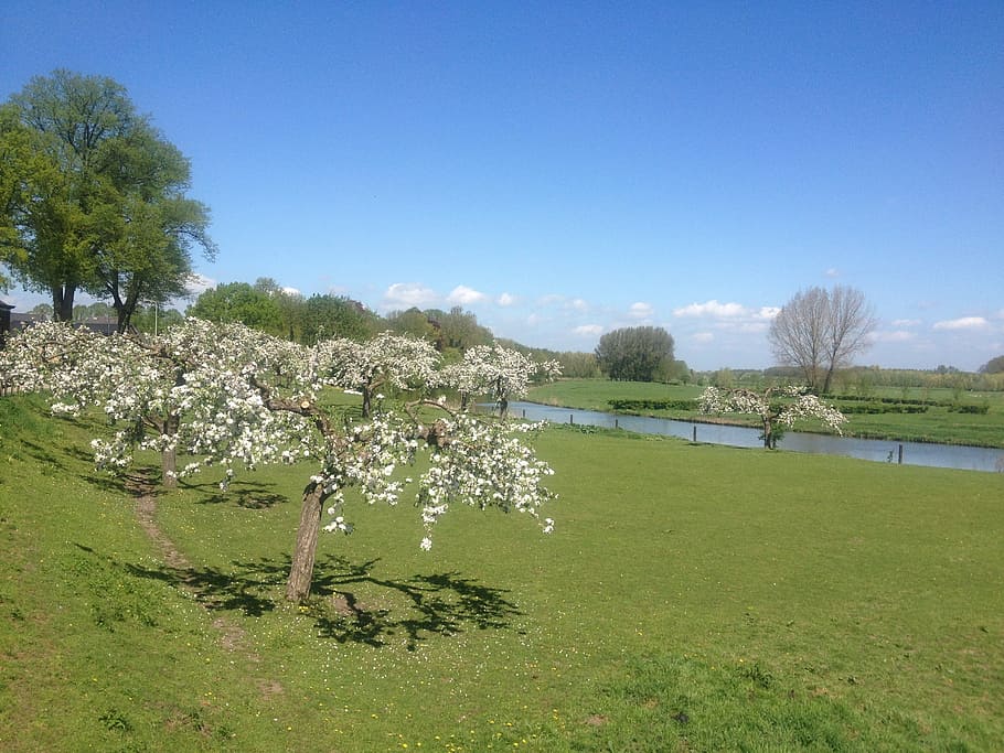 blossom, spring, water, air, blue, landscape, nature, view HD wallpaper