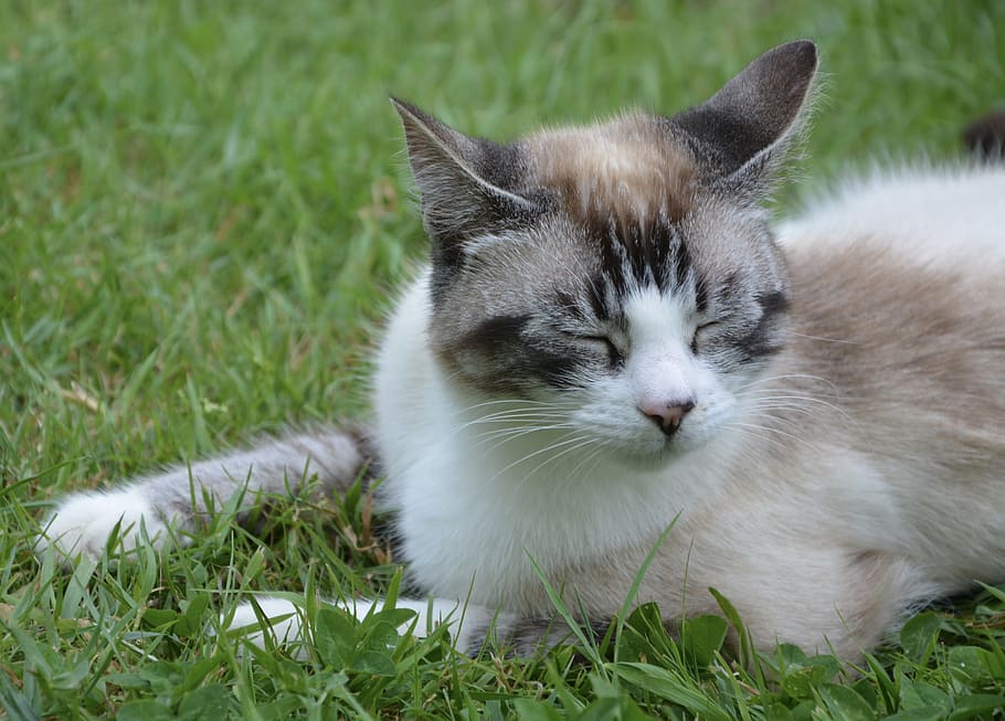 Cat, Sleeps, Good Looking, Nice, cat sleeps, nice cat, domestic cat HD wallpaper