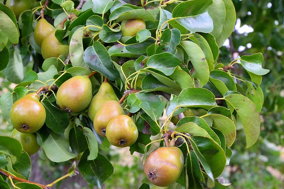 pears, fruit, healthy, vitamins, eat, agriculture, food, nature HD wallpaper