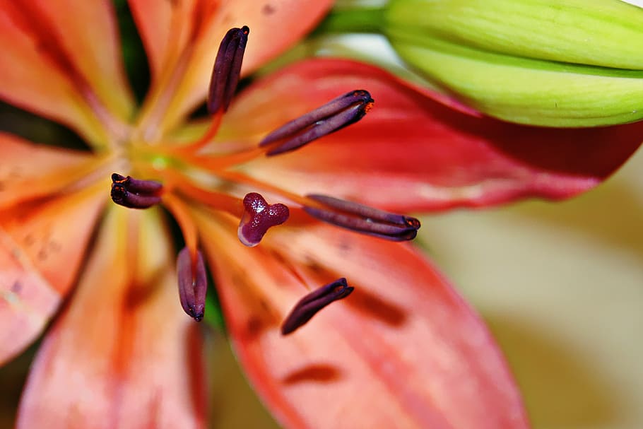 macro, lily, orange, nature, flower, plant, white, blossom HD wallpaper
