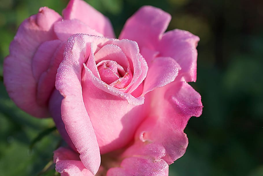 rose, pink, flower, dew, petal, romance, love, valentine, floral HD wallpaper