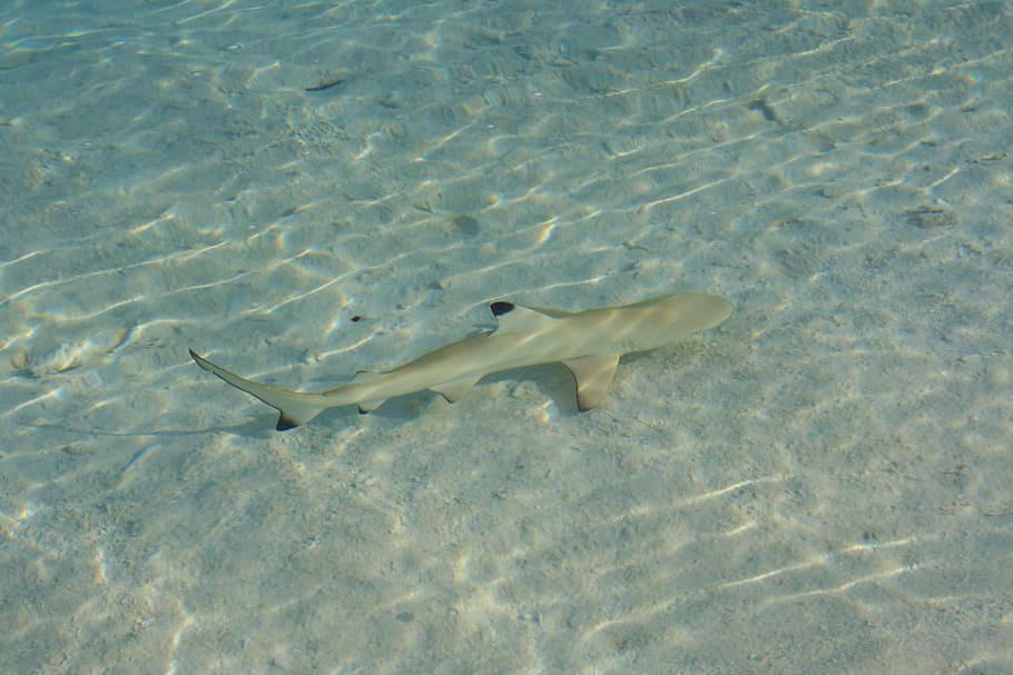 shark, maldives, fish, animal, animal themes, animal wildlife HD wallpaper