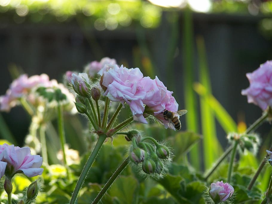 bee, flowers, spring, plant, insect, blossom, nature, garden HD wallpaper