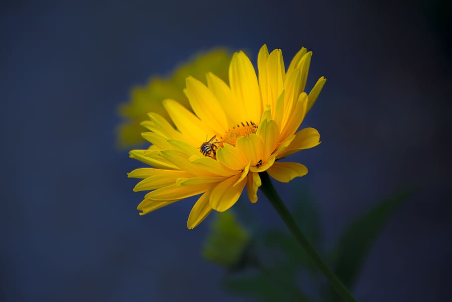 natur, macro, spring, flower, color, green, summer, natural HD wallpaper