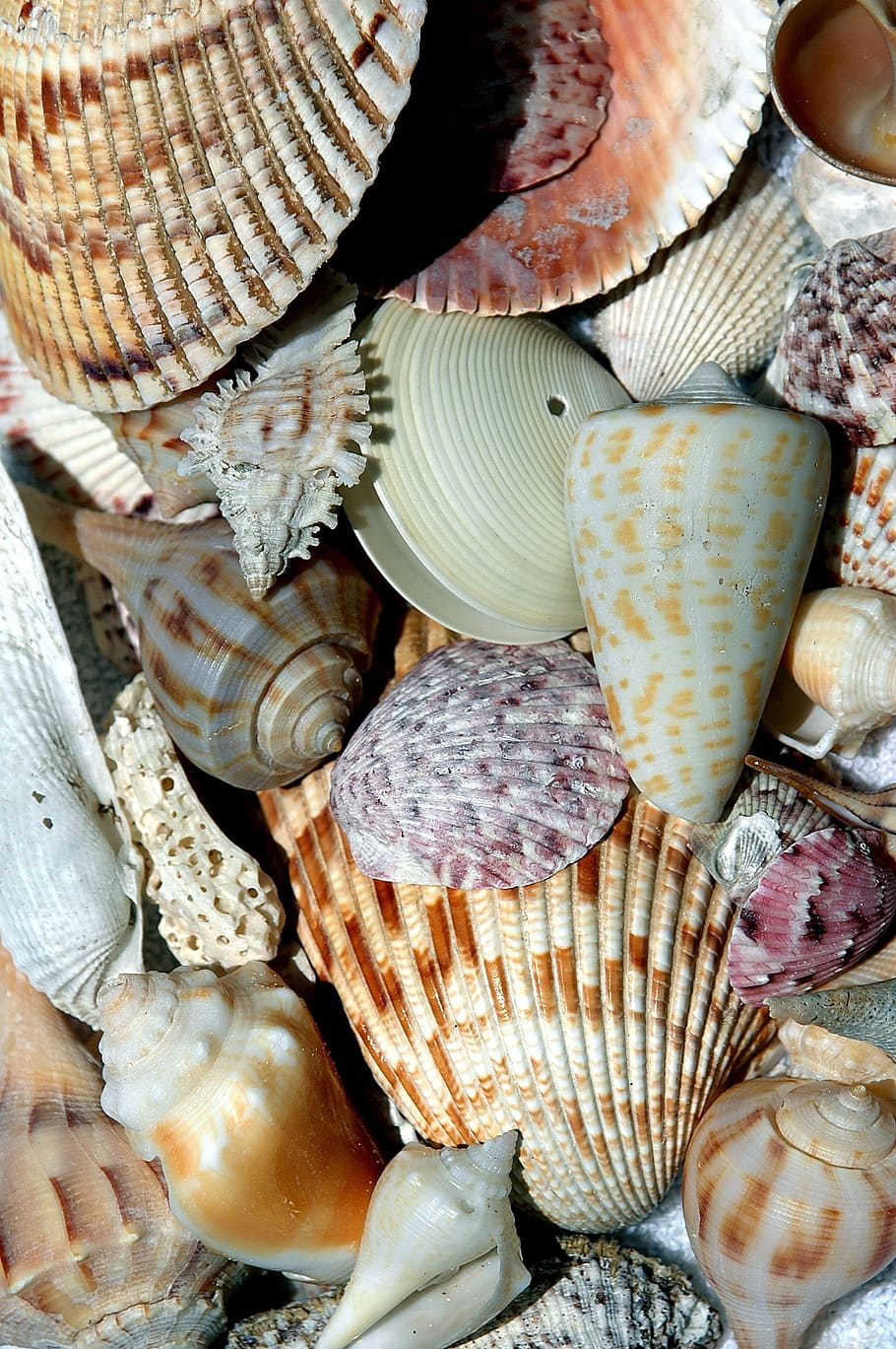 assorted seashell lot, beach shells, collector, array, pattern HD wallpaper