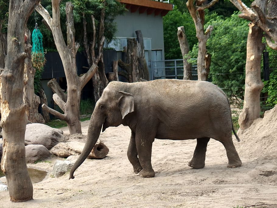 Elephant, Feel Free, not, animal wildlife, animal themes, tree HD wallpaper