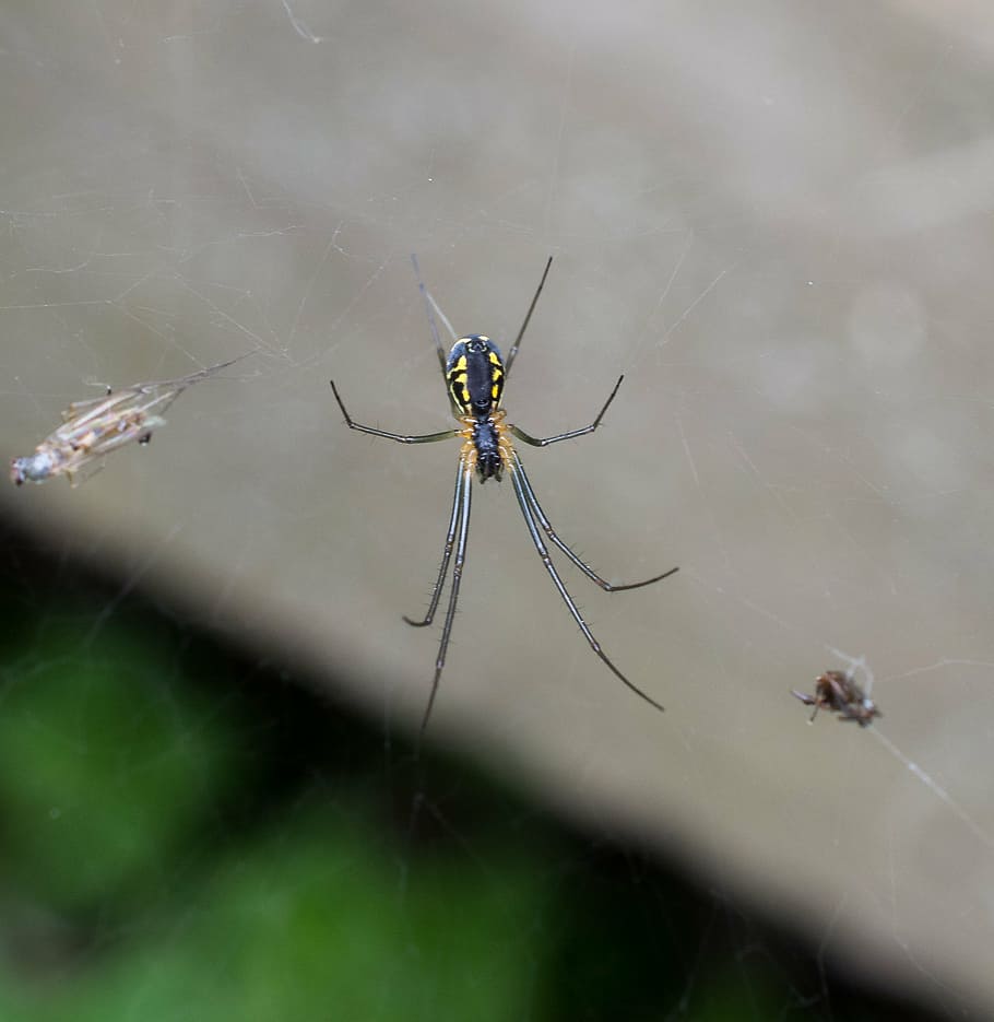 spider, spider web, macro, animals in the wild, animal themes HD wallpaper
