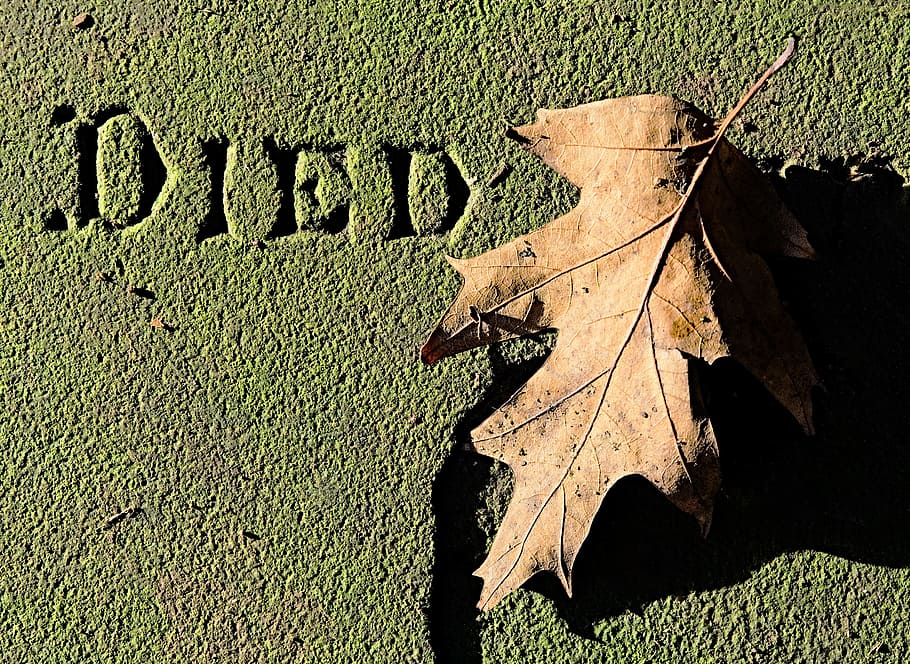 Dead, Leaf, Death, Tomb, Stone, died, memorial, decay, fall, HD wallpaper