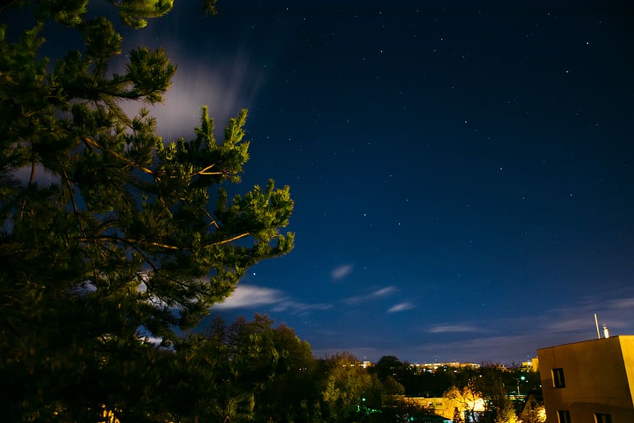 building near trees at nighttime], photo of green leaves tree near building during night time HD wallpaper