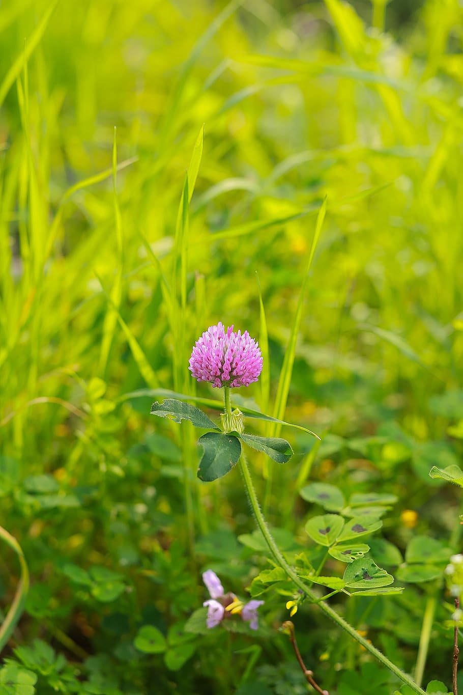 nature, grass, area, flower, flowering plant, growth, beauty in nature HD wallpaper